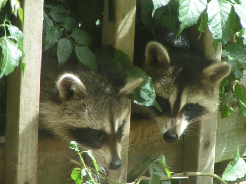 MINOLTA DIGITAL CAMERA