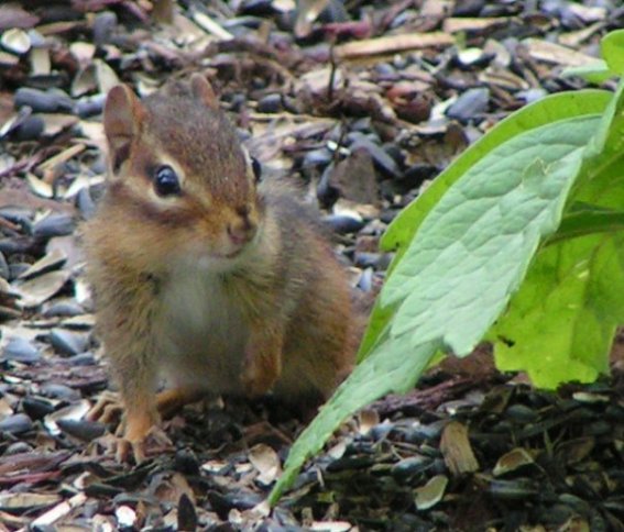 chipmunk