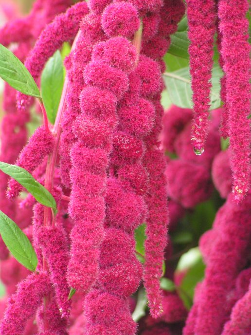 MINOLTA DIGITAL CAMERA