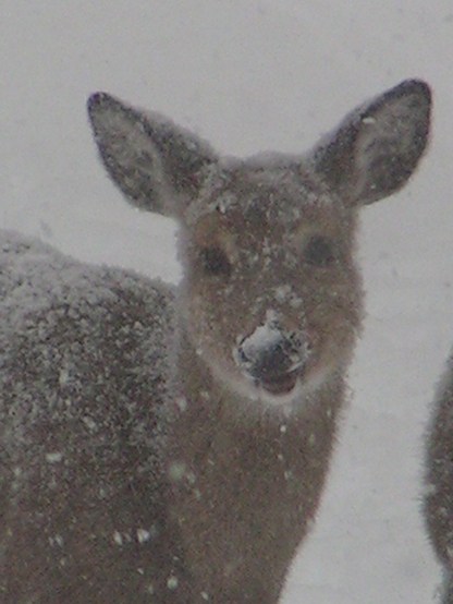 MINOLTA DIGITAL CAMERA