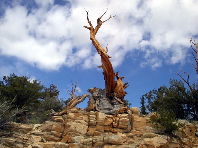 oldest-bristlecone-public-domain-mark-wilson