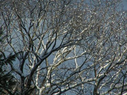 MINOLTA DIGITAL CAMERA