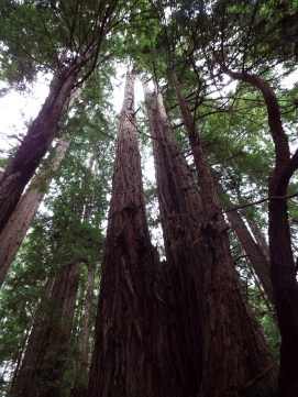 Redwoods at Muir Woods National Monument