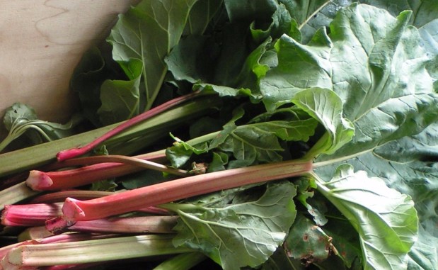 Recipes: Rhubarb Syrup and Rhubarb&nbsp;Soda